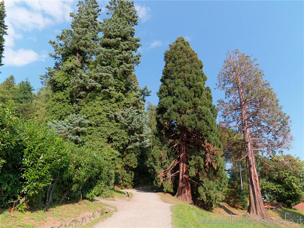 Parco Burcina a Pollone (Biella) - Alberi esotici